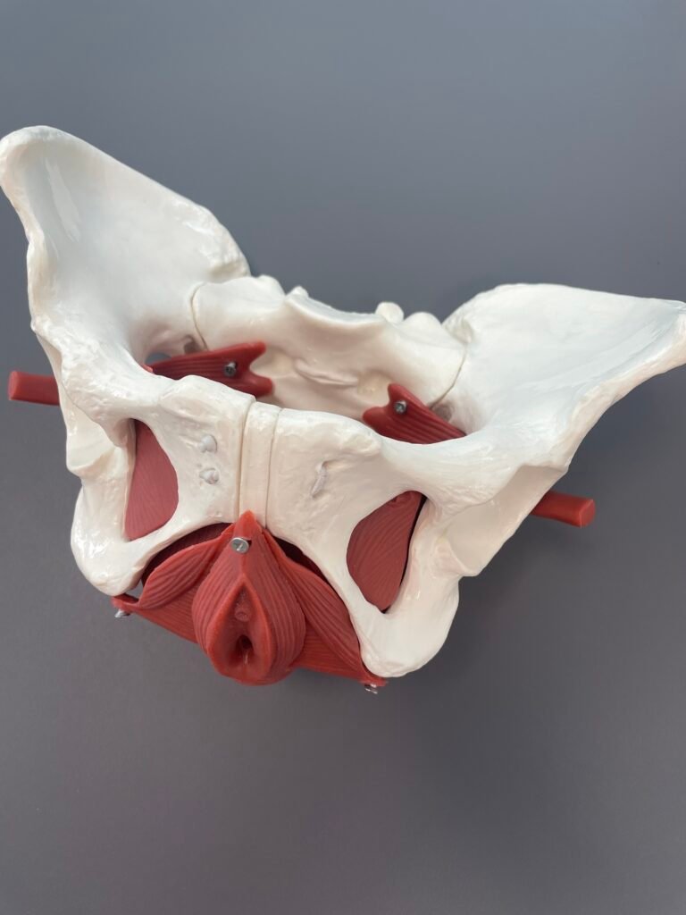 Jak ćwiczyć mięśnie dna miednicy w ciąży? Przygotowanie do porodu Wrocław